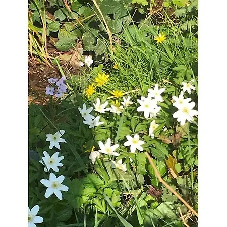 Am Wiiwegli Comfortable Semesterbostad