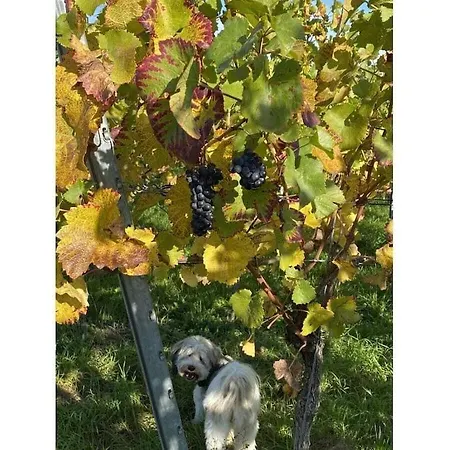 Semesterbostad Am Wiiwegli Comfortable *